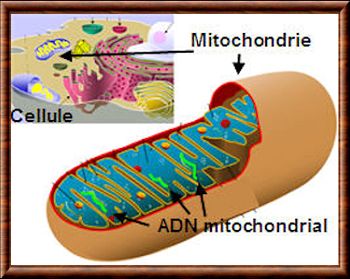 ADN mitochondrial