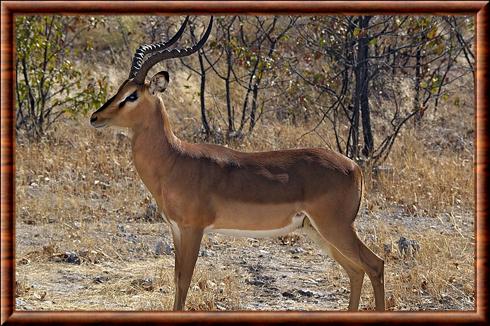 Impala à face noire (Aepyceros melampus petersi)