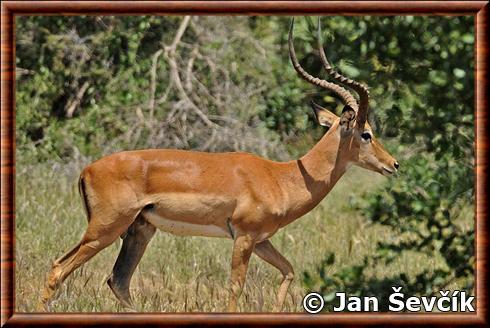 Impala d'Afrique de l'Est (Aepyceros melampus rendilis)