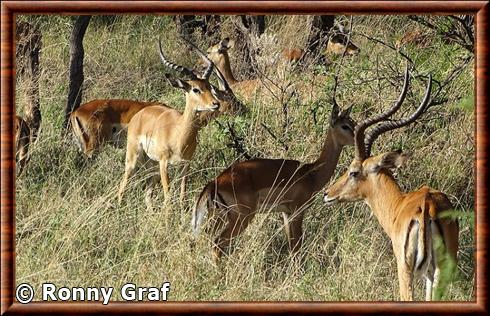 Impala de Tanzanie (Aepyceros melampus suara)