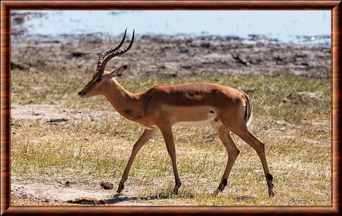 Aepyceros melampus