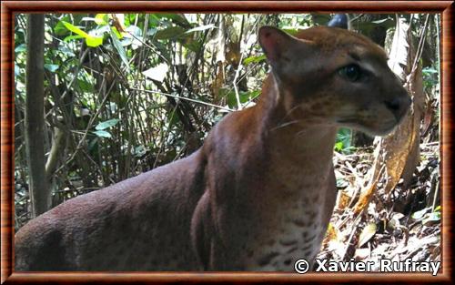 African golden cat (Caracal aurata)