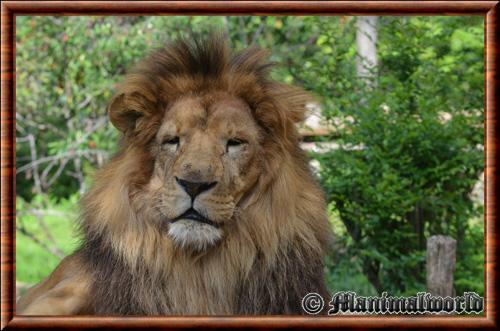 African lion (Panthera leo leo)