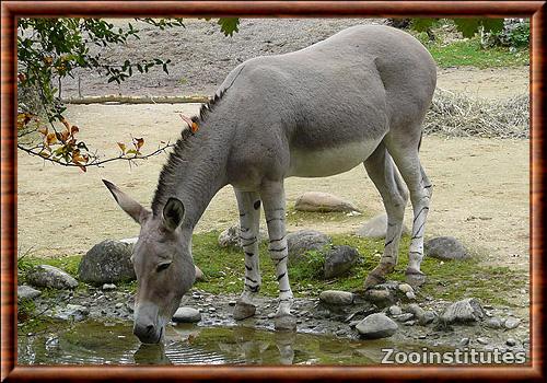 African wild ass (Equus africanus)