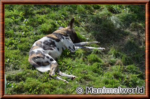 African wild dog