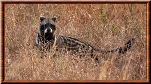 African civet