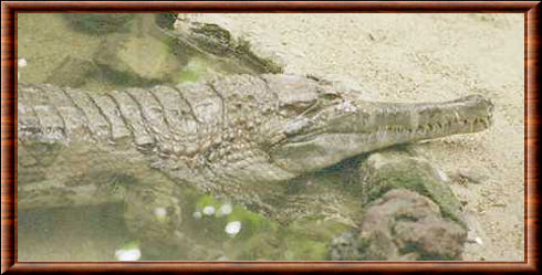 African Slender-snouted Crocodile