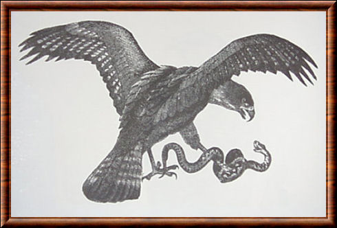 Aigle