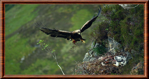 Aigle Aigle Nappe King of Skies Fly Forêt 