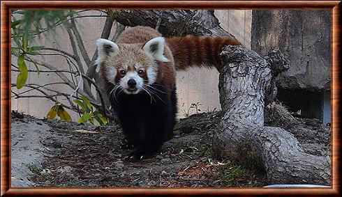 Ailurus fulgens fulgens