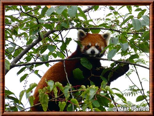 Ailurus fulgens styani