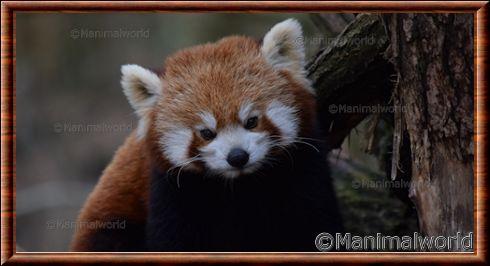 Ailurus fulgens