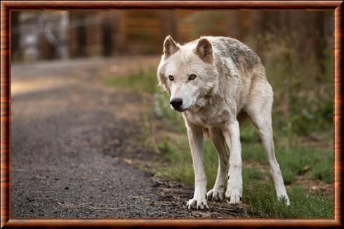 Alaskan Tundra Wolf