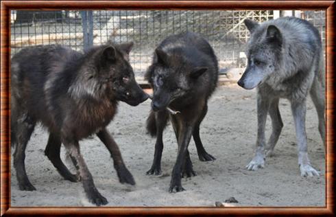 Alaskan wolf