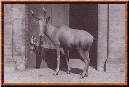 Bubale d'Afrique du Nord (Alcelaphus buselaphus buselaphus)