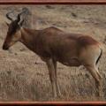 Alcelaphus buselaphus
