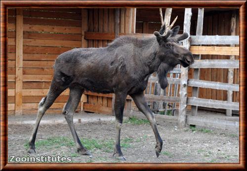 Alces americanus cameloides