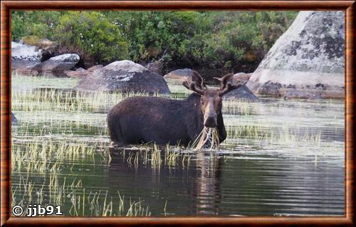 Alces americanus