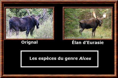 Alces