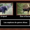 Alces