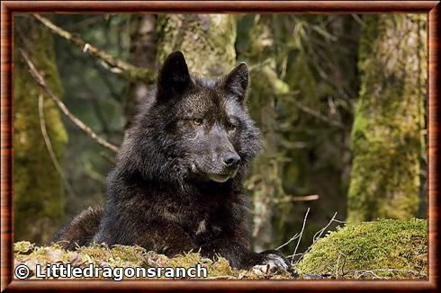 Alexander Archipelago wolf