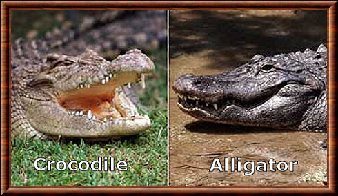 Alligator 01