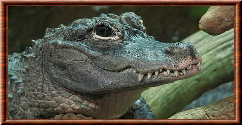 Alligator 02