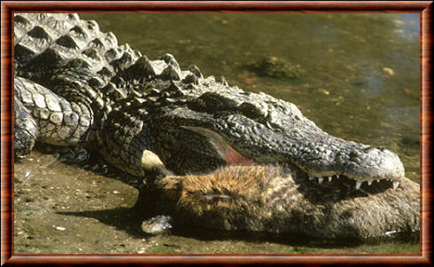 Alligator 03