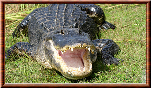 Alligator 04