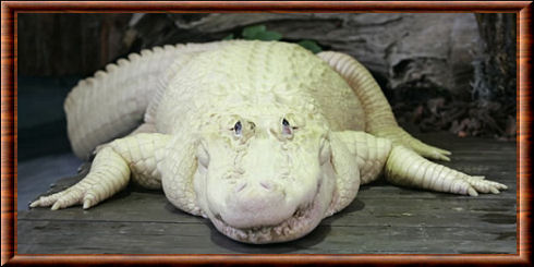 Alligator albinos