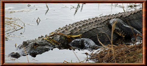 Alligator américain