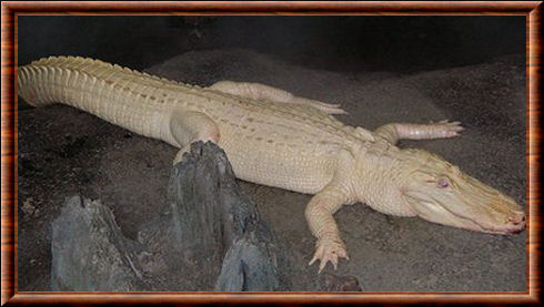 Alligator américain albinos
