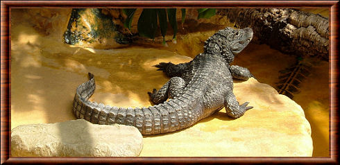 Alligator chinois