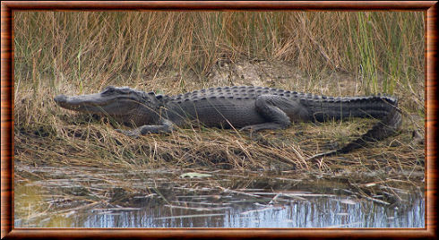 Alligator d'Amérique (Alligator mississippiensis)
