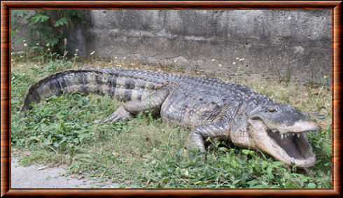 Alligator d'Amérique 03