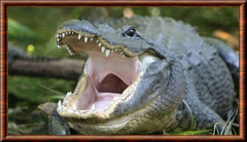 Alligator d'Amérique 04