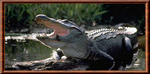 Alligator d'Amérique 05