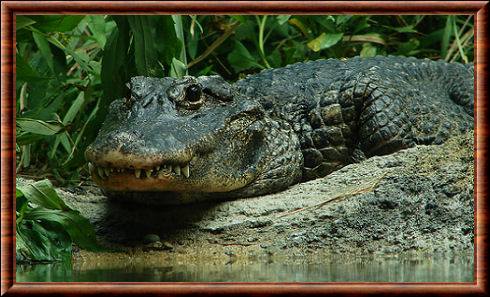 Alligator de Chine (Alligator sinensis)