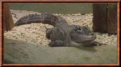 Alligator de Chine 01
