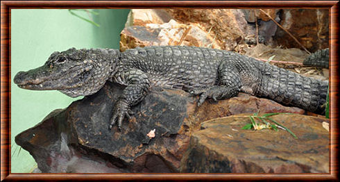 Alligator de Chine 03