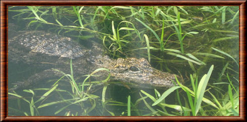 L'alligator de Chine