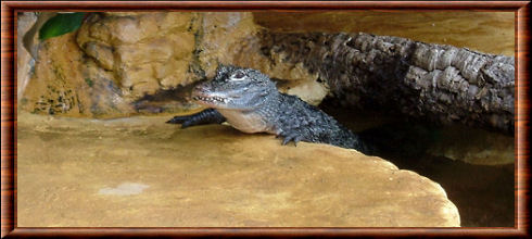 Alligator de Chine 05