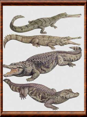 Alligatoridae