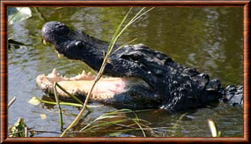 Alligator mississippiensis