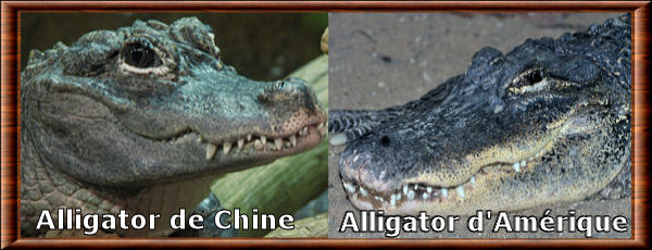 Alligators