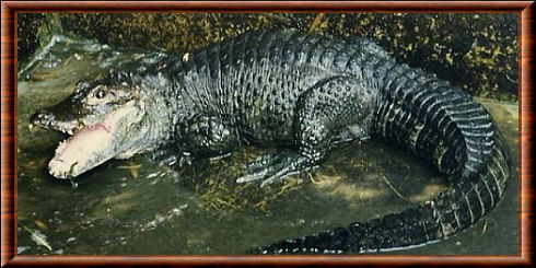 Alligator sinensis