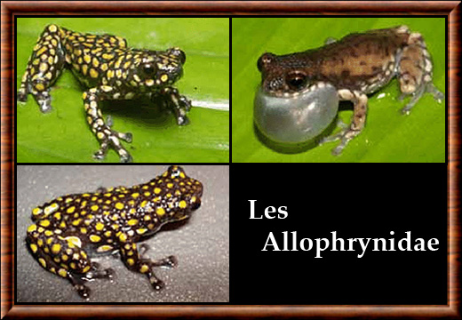 Allophrynidae
