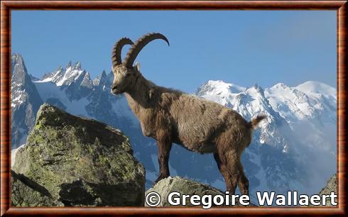 Alpine ibex