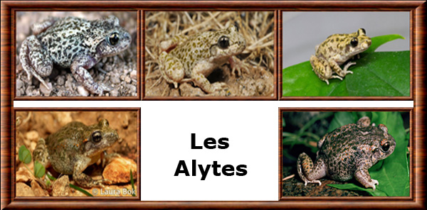 Alytes