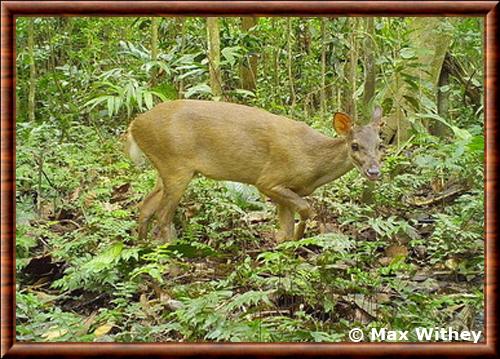 Amazonian Brown Brocket Mazama nemorivaga